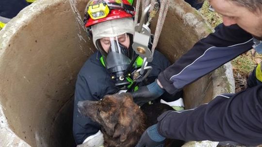 Strażacy ratują psa Strażacy ratują psa
