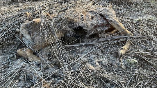 Truchło łosia i jelenia znalezione w lesie koło Puław
