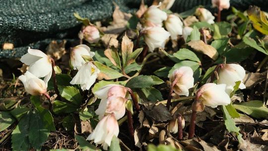 Oznaki wiosny w Ogrodzie Botanicznym UMCS: kwitną rośliny wczesnowiosenne