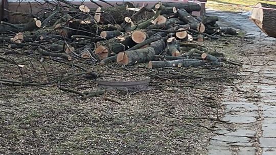 Wycinka drzew w Chełmie