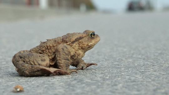 Żaby giną pod kołami aut na ul. Lipskiej (boczna ul. Janowskiej)