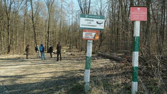 O wycince drzew w Starym Gaju: spotkanie z leśnikami