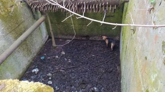 Pies i borsuk uratowane przez strażaków Pies i borsuk uratowane przez strażaków