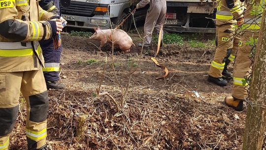 Straż pożarna ratuje świnię