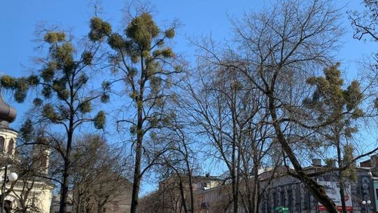 W Chełmie wiosna zakwitła jemiołą