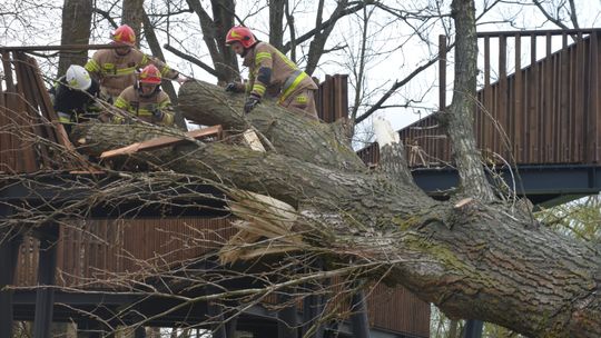 Silny wiatr uszkodził konstrukcję w Małpim Gaju w Białej Podlaskiej