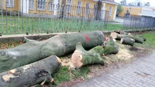 20 drzew już nie ma