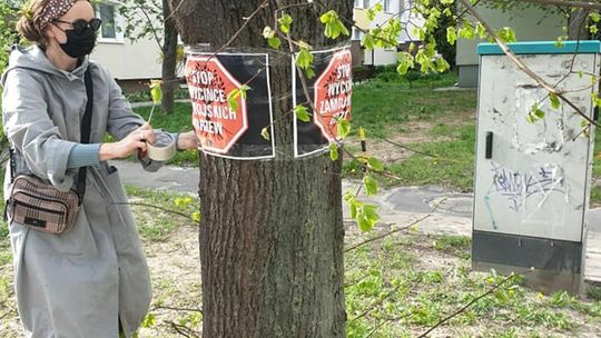 Jesion, który powinien być pomnikiem przyrody