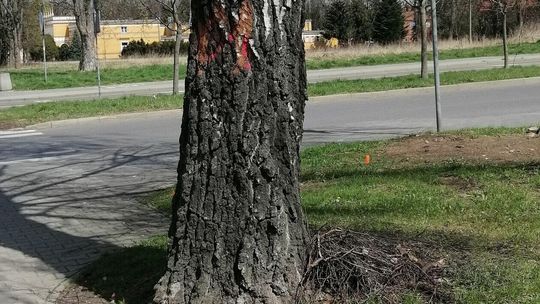 Znak na korze, to dla drzewa wyrok