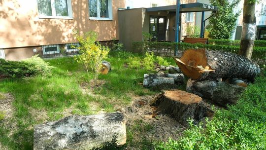 Wycinka drzew na Czechowie