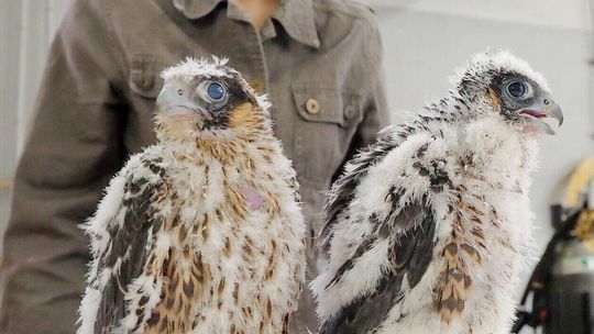 Obrączkowanie młodych sokołów z komina elektrociepłowni w Lublinie