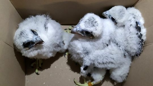 Puławskie sokoły zaobrączkowane