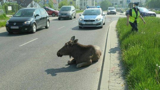 Potrącenie łosia na ul. Węglarza