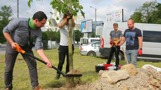 Sadzenie drzew z budżetu obywatelskiego