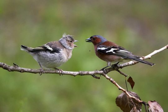 Otwarcie ścieżki ornitologicznej w Skansenie