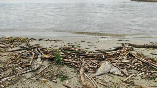Śnięte ryby na brzegu Zalewu Zemborzyckiego