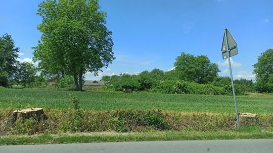 Wycinka przy drodze ze Starego Pożoga w stronę Celejowa