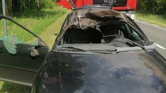 Kolizje z udziałem łosi