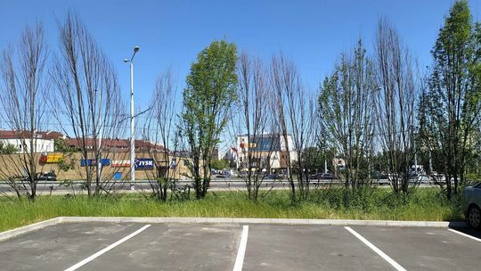 Drzewa przesadzone z ulicy Lipowej