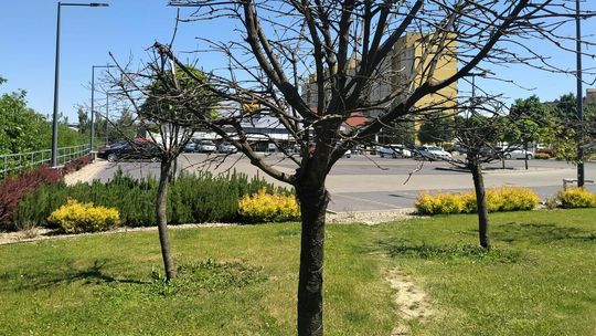 Armii Krajowej przy Dziewanny