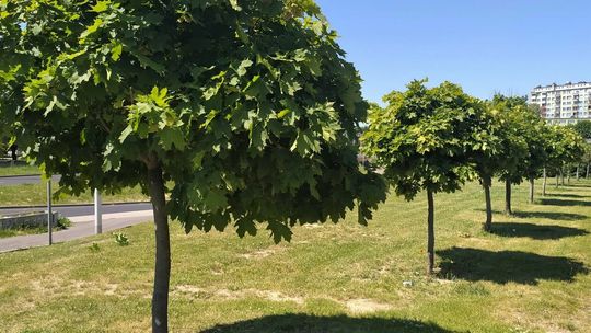 Armii Krajowej przy Dziewanny