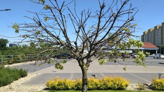 Armii Krajowej przy Dziewanny