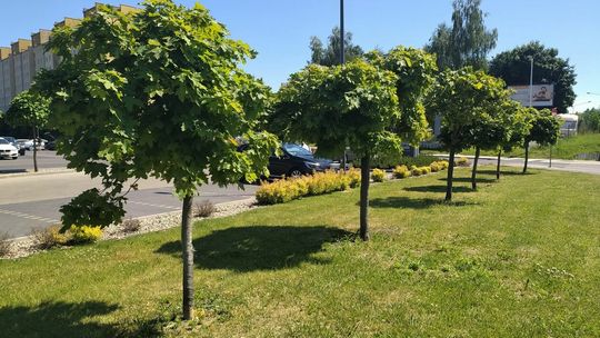 Armii Krajowej przy Dziewanny