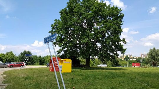 Wycinka dębu w Lublinie Wycinka dębu w Lublinie