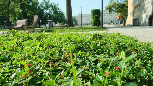 Poziomki na placu Litewskim