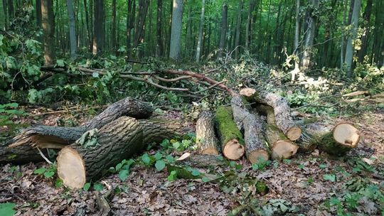 Wycinka drzew w Starym Gaju