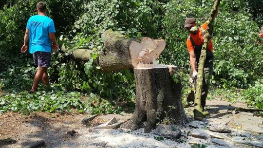 Wycinka na placu Rynek w Radzyniu Podlaskim