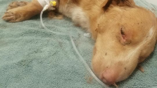 Uratowany przez Stowarzyszenie Empatyczni pies Uratowany przez Stowarzyszenie Empatyczni pies