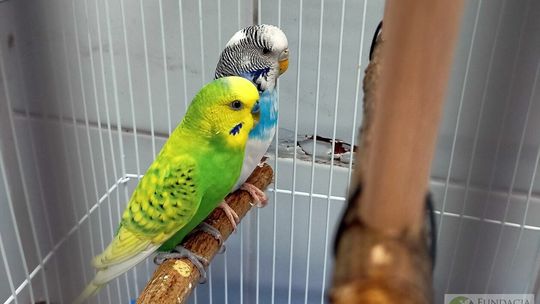 Papużki wyrzucone na śmietnik