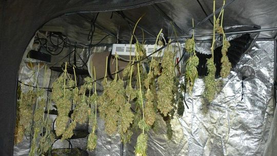 Plantacja marihuany w gminie Wojsławice