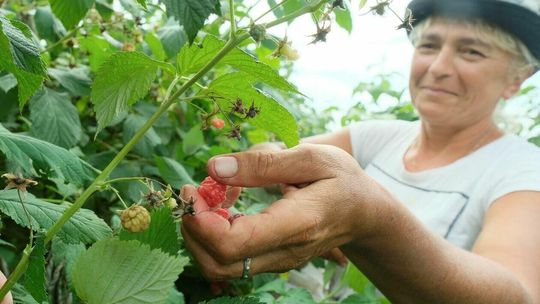 Zbiór malin na plantacji w Moniakach gm. Urzędów