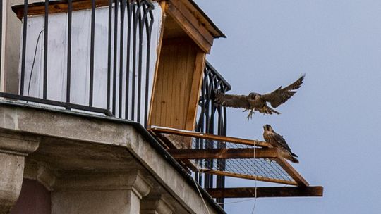 Sokoły na Ratuszu w Zamościu