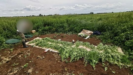 Zlikwidowana przez policję plantacja marihuany