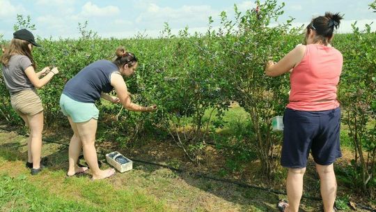 Samozbiór owoców coraz popularniejszy Samozbiór owoców coraz popularniejszy