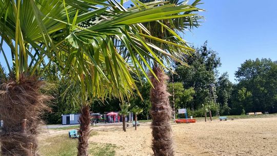 Palmy nad Zalewem Miejskim w Zamościu 