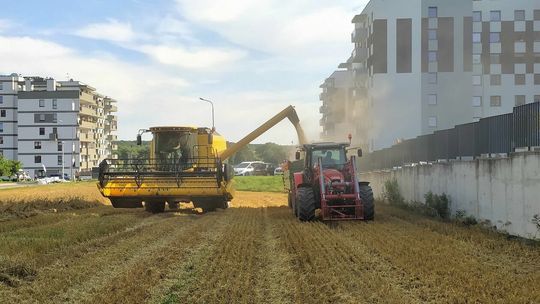 Rolnik z ul. Jantarowej w Lublinie podczas żniw Rolnik z ul. Jantarowej w Lublinie podczas żniw