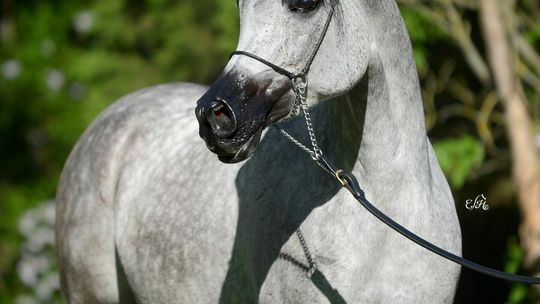 Konie wystawione na aukcję Pride of Poland