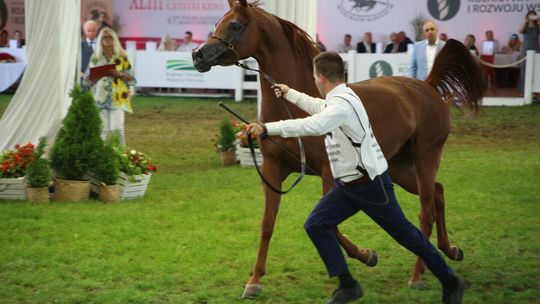 43. Narodowy Pokaz Koni Arabskich Czystej Krwi w Janowie Podlaskim