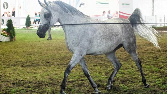 Konie na aukcji Pride of Poland w Janowie Podlaskim