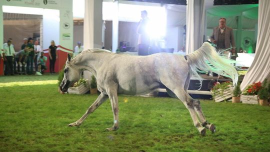 Pride of Poland 2021