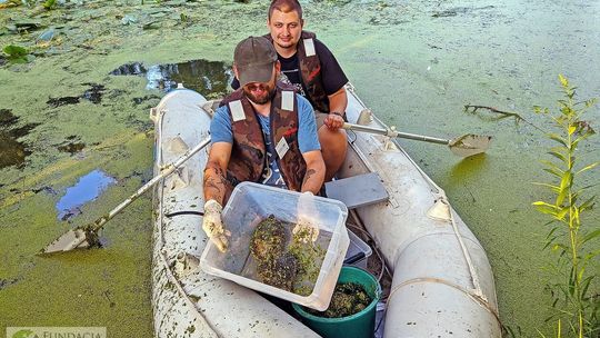 Testowanie pułapek. Jak się pozbyć inwazyjnych żółwi