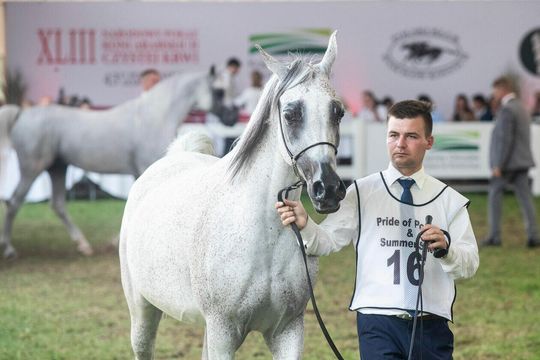 Lot 16. Pustynna Noc