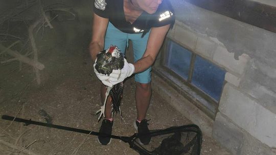 Ptaki z interwencji Ex Lege w Parczewie