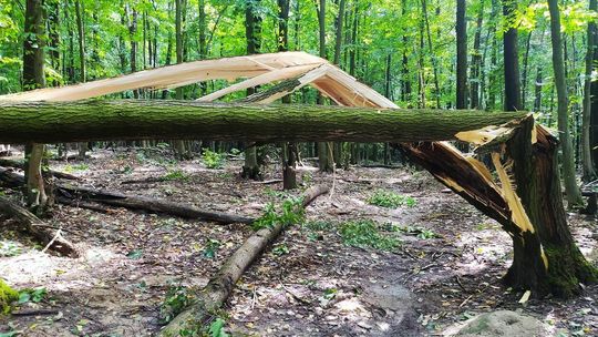 Zniszczenia w lesie po nawałnicy