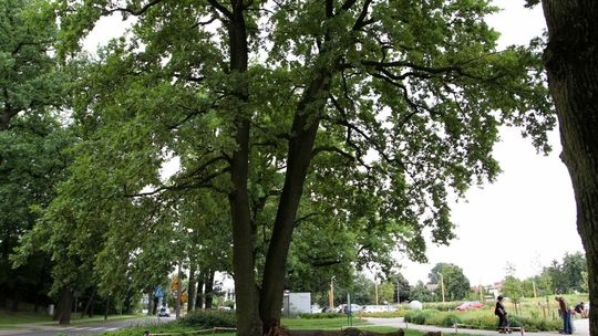 Zniszczony dąb na puławskich Błoniach