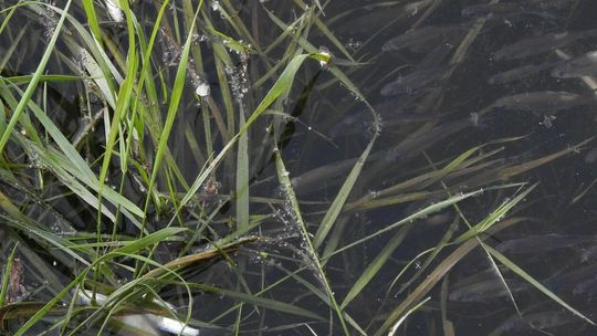 Śnięte ryby w Zalewie Zemborzyckim i Bystrzycy